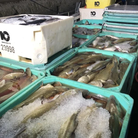Fitt av útróðrarfiski er boðið út á Fiskamarknaðinum