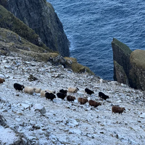 Myndir: Í klipping á Slættanesi