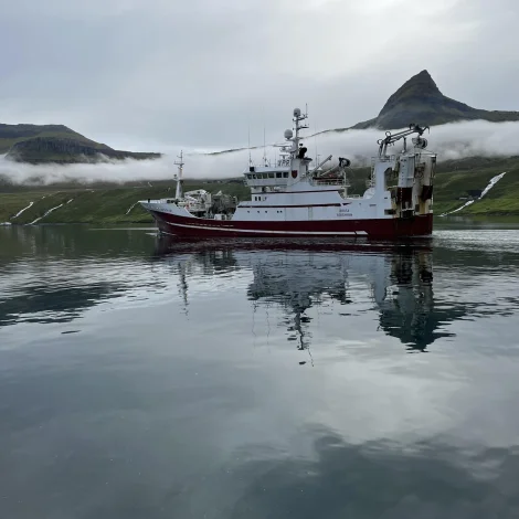 Birita landar sild í Fuglafirði