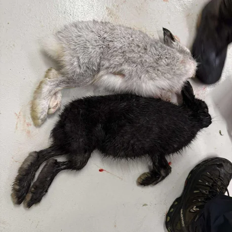 Svørt hara skotin í Tormanshaga