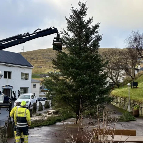 Jólatræ úr egnari viðarlund