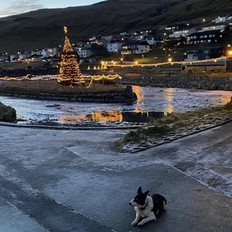 Seyðahundasamband Føroya