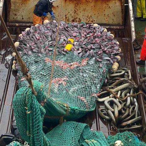 Fiskamarknaðurin metir um viku 47