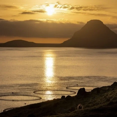 Virðið á útfluttum makreli vaksið meira enn 1,1 milliard krónur