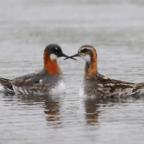 Linjuføring eystan fyri Sandsvatn hevur óbøtandi avleiðingar fyri fugl og náttúru