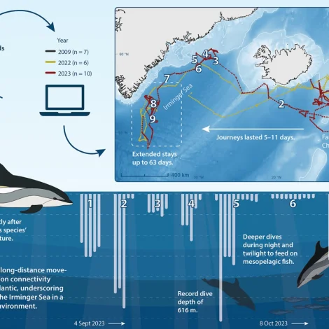 Springarar ferðast tvørtur um Atlantshavið