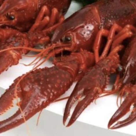 Broytt skipan í hummaraøkinum Sunnan fyri Streymin, á Kollafirði, Tangafirði, Skálafirði og Kaldbaksfirði