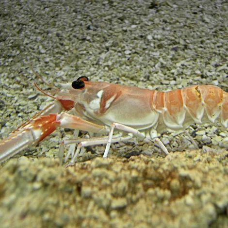 Hummarabátarnir fáa frítt at fiska á ávísum firðum