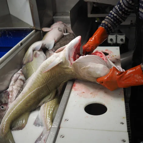 Føroyar og Russland gjørt semju um kvotabýti fyri 2026