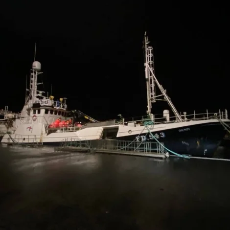 Oknin landar svartkalva