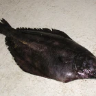 Oknin landar á Toftum