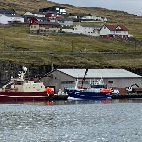 Túgvusteinur landar svartkalva í Havn