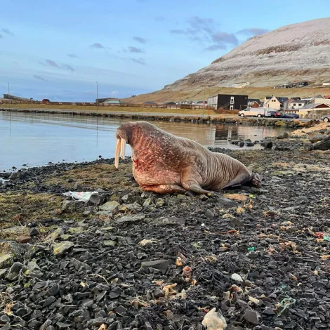 Roysningurin í Vági: Varnaðist hann tíðliga í morgun