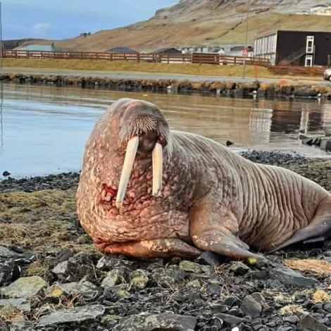 Roysningur komin upp á land í Vági