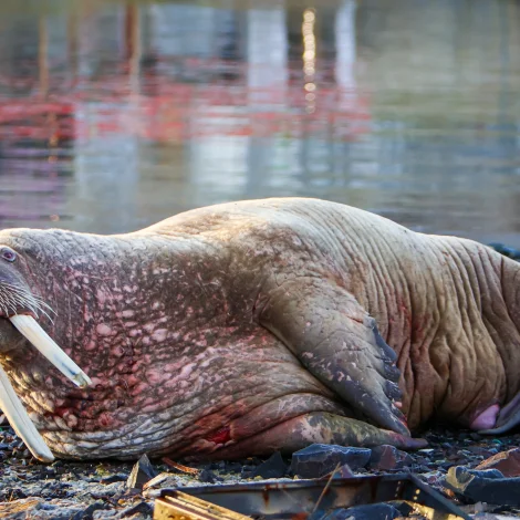 Roysningurin er rýmdur aftur