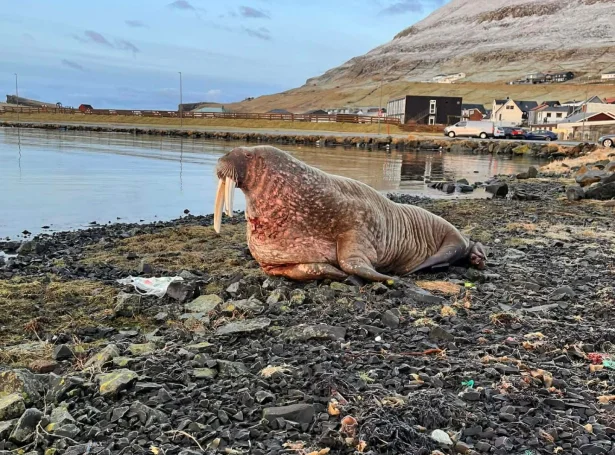 - Tað kann væl vera, at hann fer avstað aftur av sær sjálvum. Soleiðis var síðst, at ein roysningur vitjaði. Tað var í 2013, sigur Bjarni Johansen (mynd: vagur.fo)