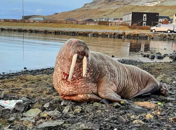 -- Í Vági søgdu fólk seg hava hoyrt um ein roysning við Garðarnar tíðliga í morgun, og bæði børn og vaksin fóru oman at síggja sjáldsama gestin við egnum eygum. Roysningurin lá friðarligur í mølini, meðan fólk í stillum tóku myndir og prátaðu um óvæntaðu vitjanina (Mynd: vagur.fo)