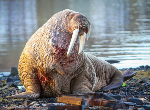 (Mynd: Bárður Augustinussen)