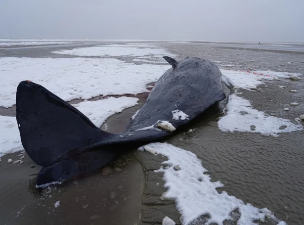 Deyður avgustur avmyndaður á Sønderho strondini á Fanø í farnu viku (Mynd: EPA)