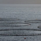 Verkstova um skipaða nýtslu av sjóøkjum