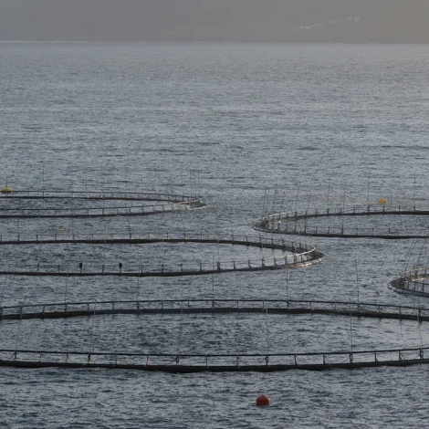 Verkstova um skipaða nýtslu av sjóøkjum