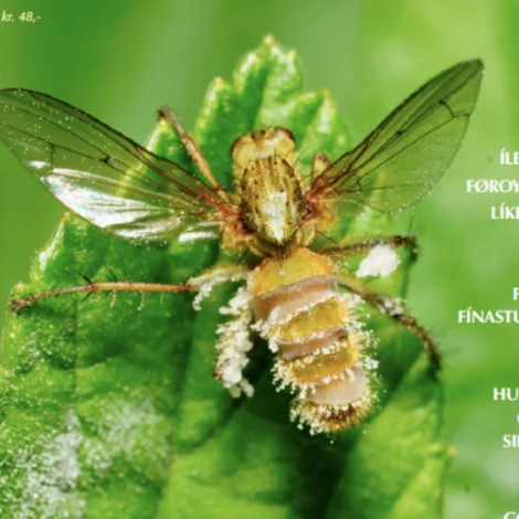 Nýtt Frøði: Zombie-flugusoppur staðfestur í Føroyum