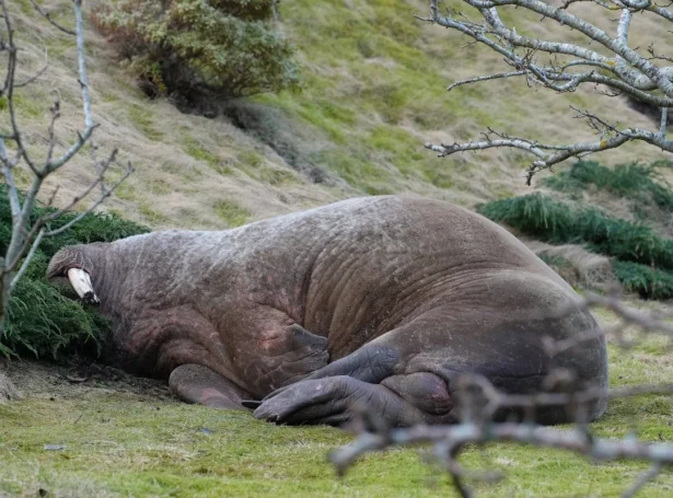 (Mynd: Helen Wesnes)