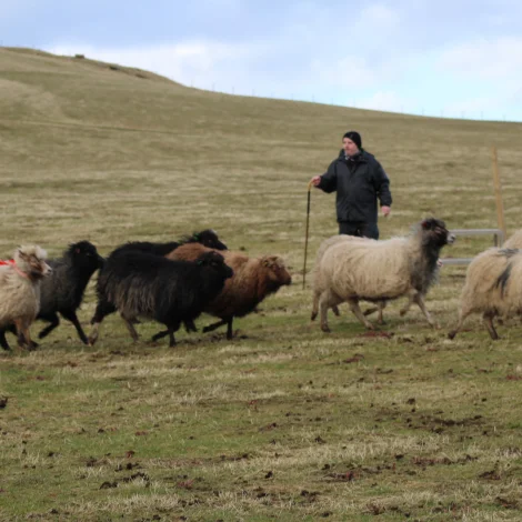 Finalan Faroese National var í gjár á Viðareiði
