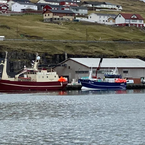 Túgvusteinur landar svartkalva í Havn
