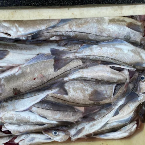 Ein útróðrarbátur selir á Fiskamarknaðinum