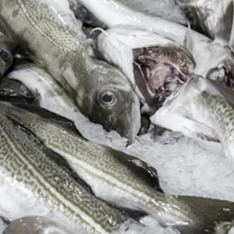 Stýrið botnfiskiskapinum við kvotum