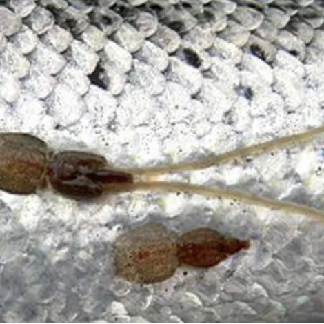 Nýggj vitan um laksalús hevur økt aliframleiðsluna