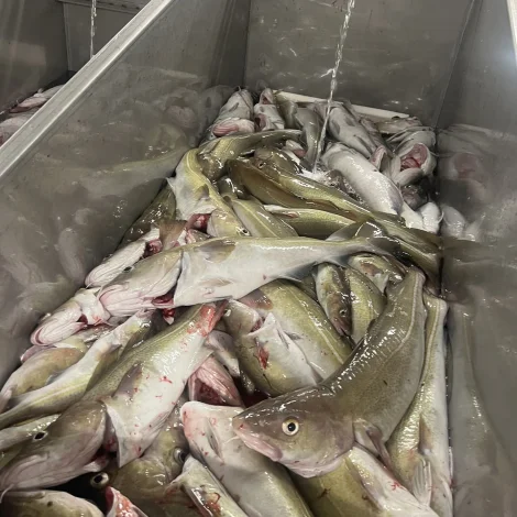 Framvegis lítið til av toski á føroyska landgrunninum