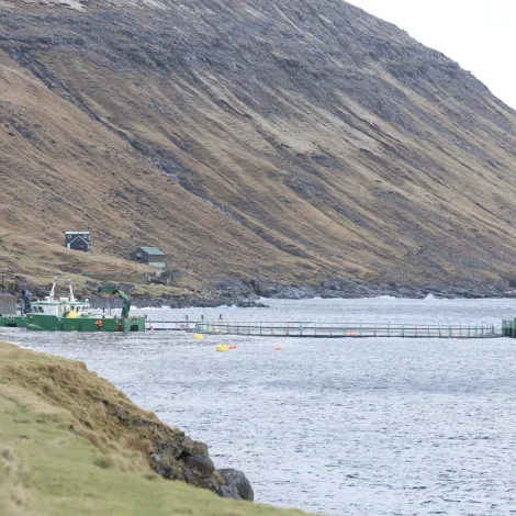 Tøkan av laksi setti met í 2025