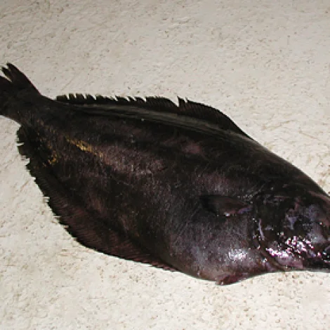 Oknin landar svartkalva á Toftum