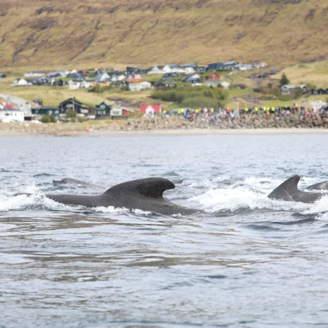 Seðlarnir koma út í kvøld