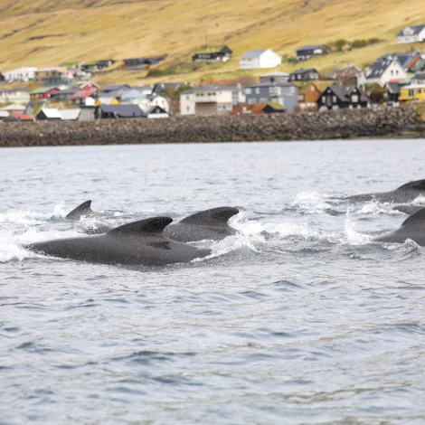 Seðlarnir koma út klokkan 22 - skift verður í dráps- og heimapartar