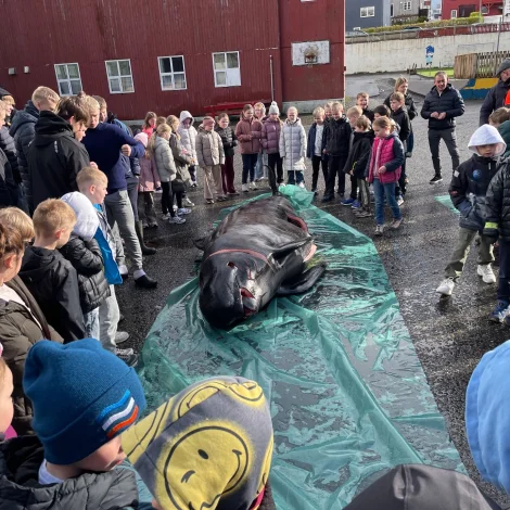 Skóru grindahval upp á Skúlatrøð