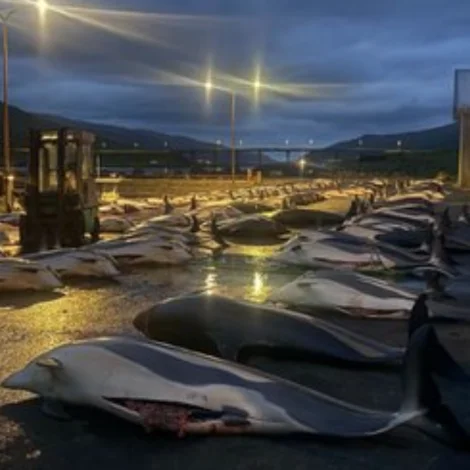 Seðlarnir koma út klokkan 10 á Oyrarbakka