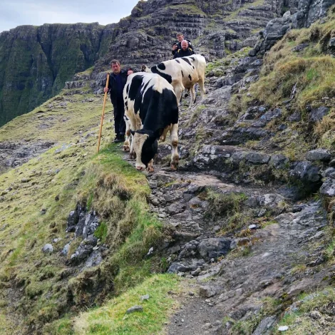 Myndir: Hava verið við tarvum á Víkum