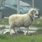 Vilstur veðrur