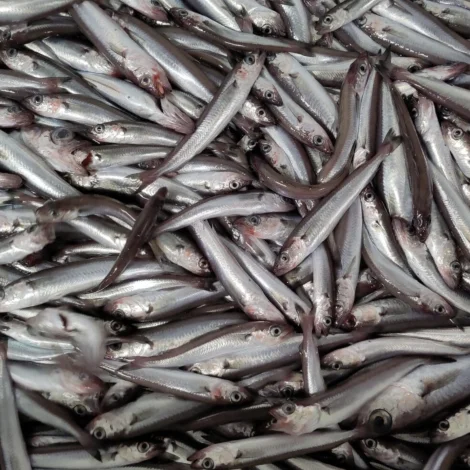 Møguleiki fyri framstigi í stovnsmetingini av svartkjafti