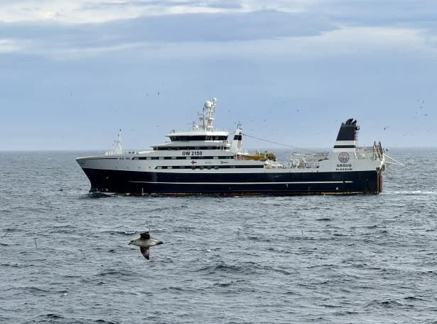 Gadus (Mynd: Atli Hansen)