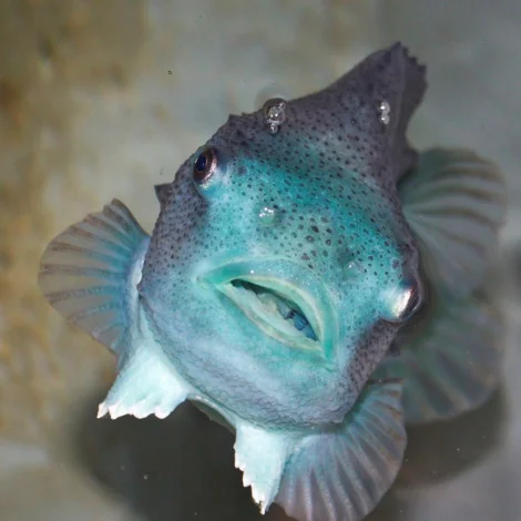 Nýggj vísindalig grein um lúsaát hjá rognkelsum útgivin í tíðarritinum Aquaculture