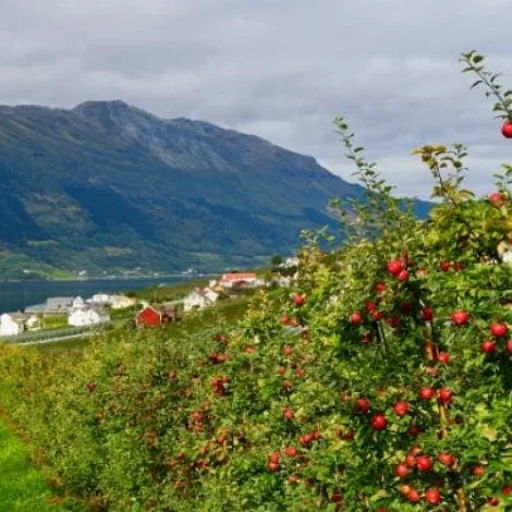 Tilsamans 77 milliónir krónur: NordForsk lýsir eftir umsóknum um matveitingartrygd