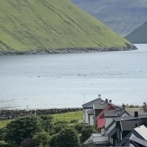 Stór grind í Leirvíksfirði fær frið