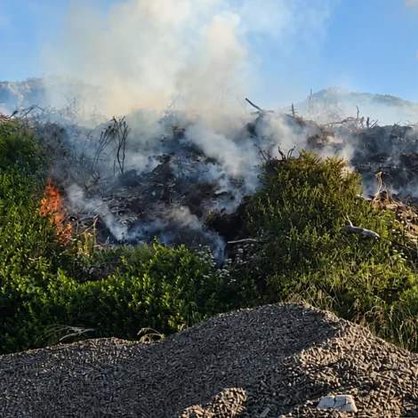 Ylur komin í greinarúgvu í Froðba