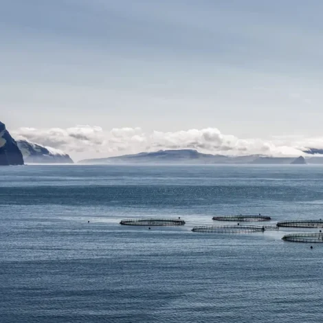 IIFET 2026: Setrið vertur fyri altjóða fiskivinnuráðstevnu