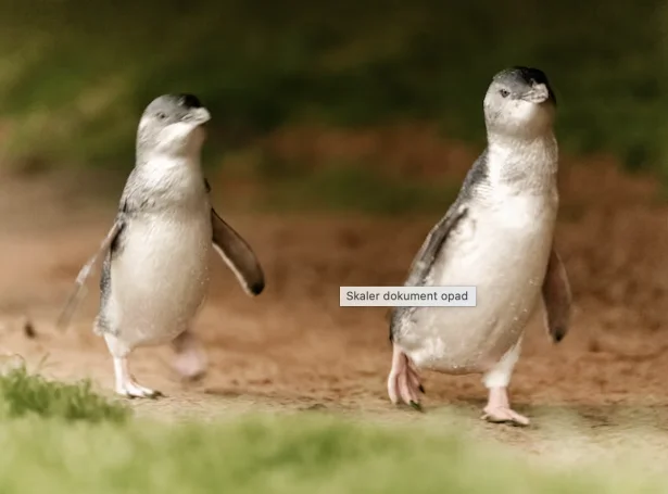 (Mynd: Phillip Island Natore Parks)
