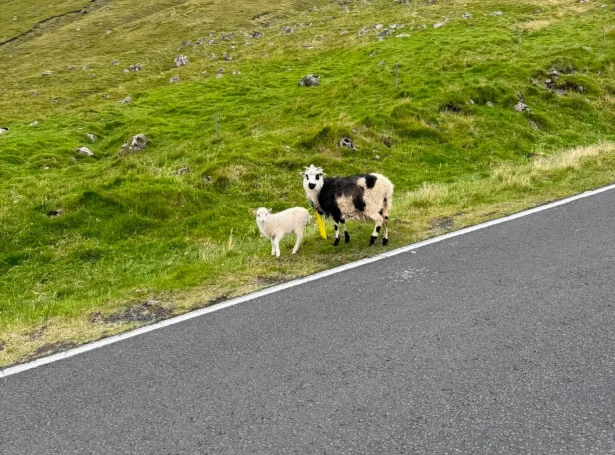 Tilvildarlig savnsmynd tikin í gjár í Gásadali